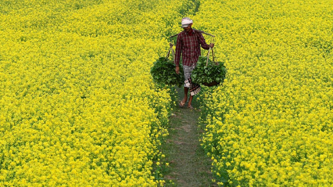 GM Food Crops in India