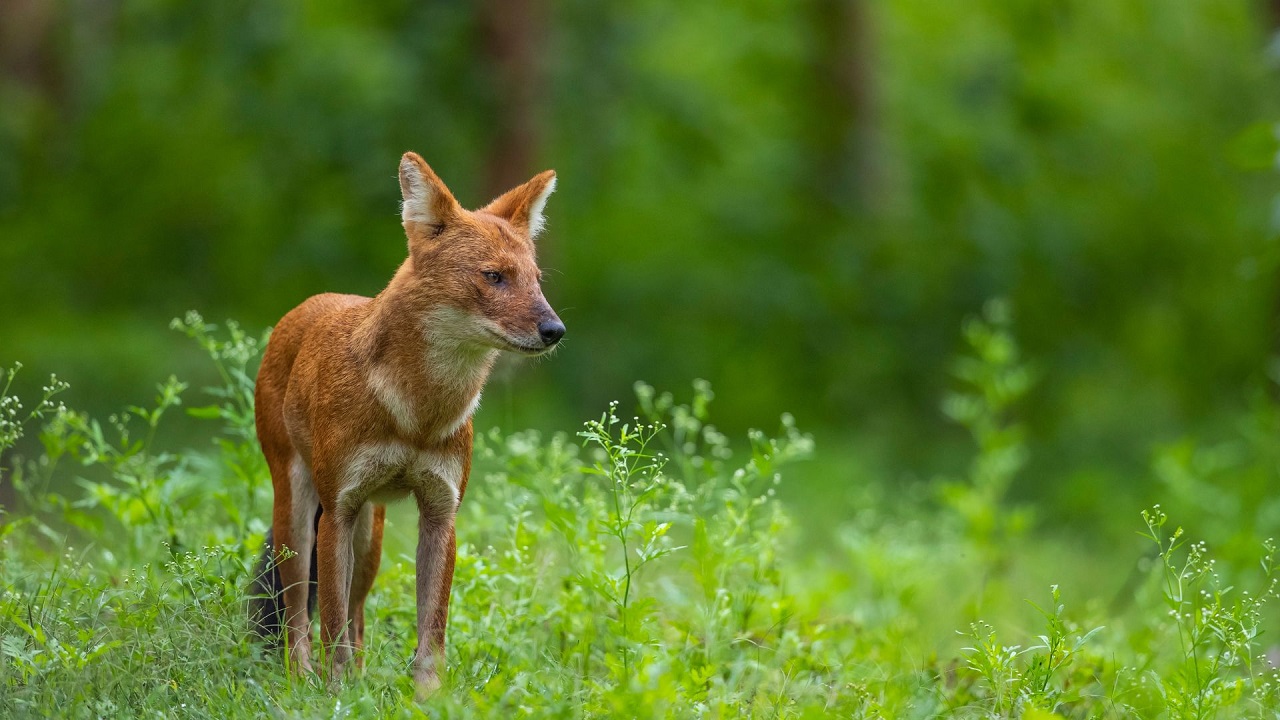Dholes in Safe Hands