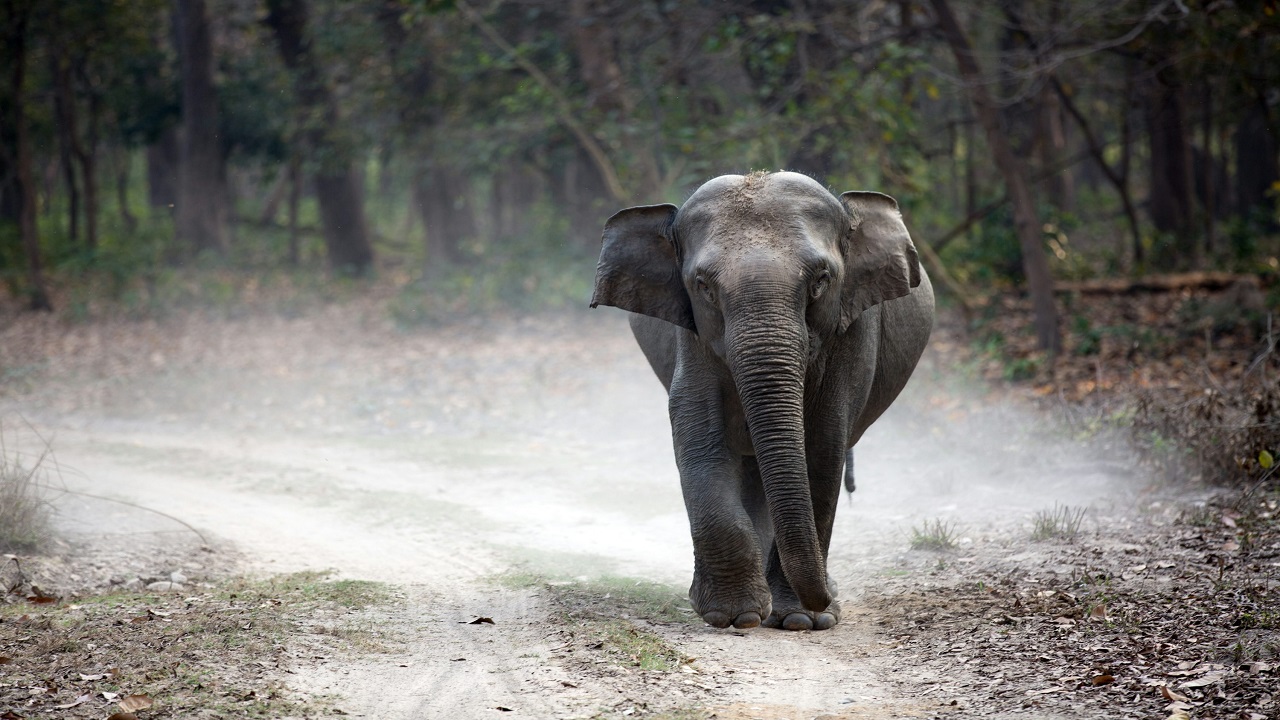 Elephants at Risk 