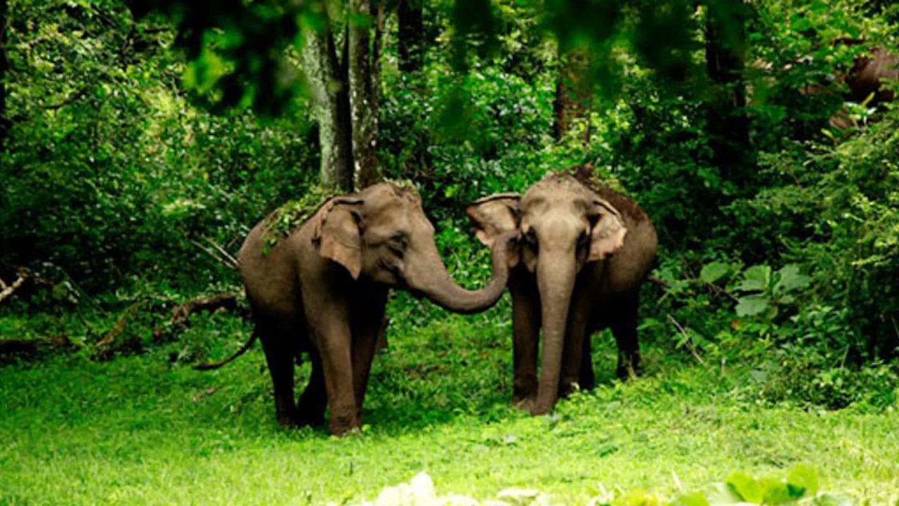 India's Wildlife Conservation Strategy