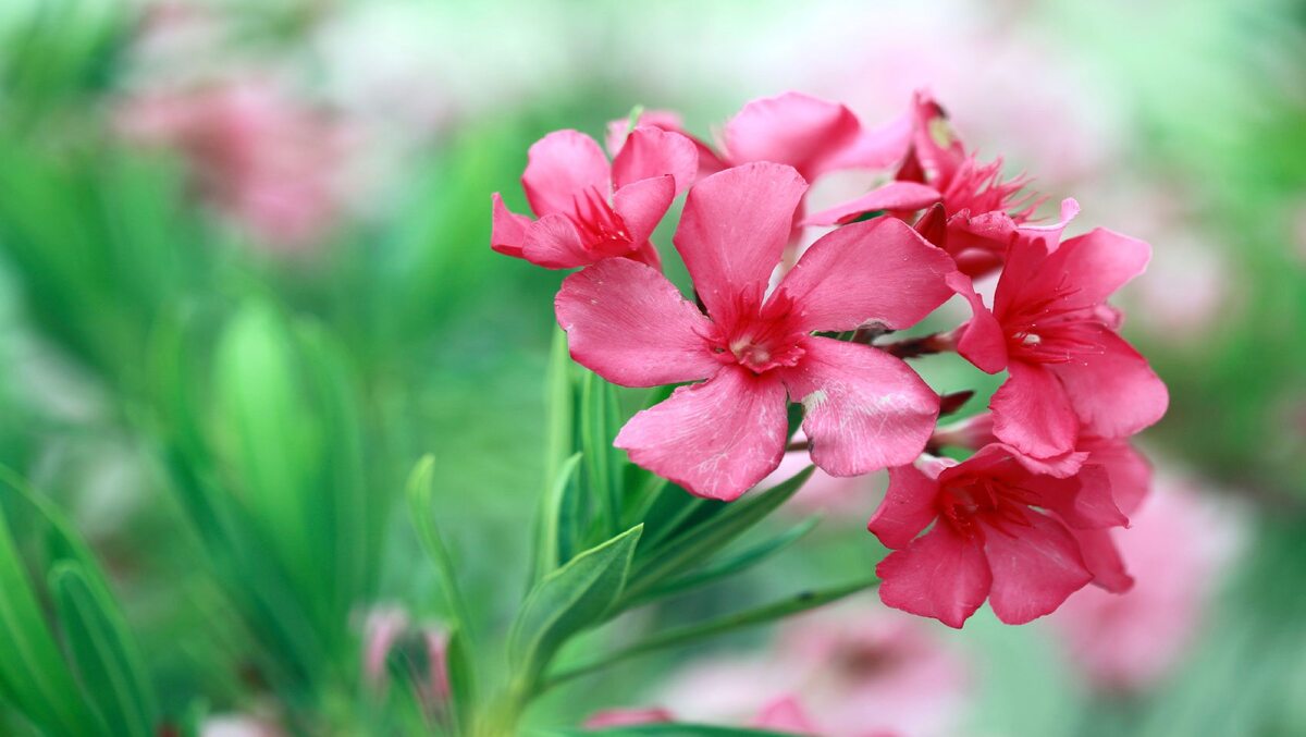 OLEANDER FLOWERS