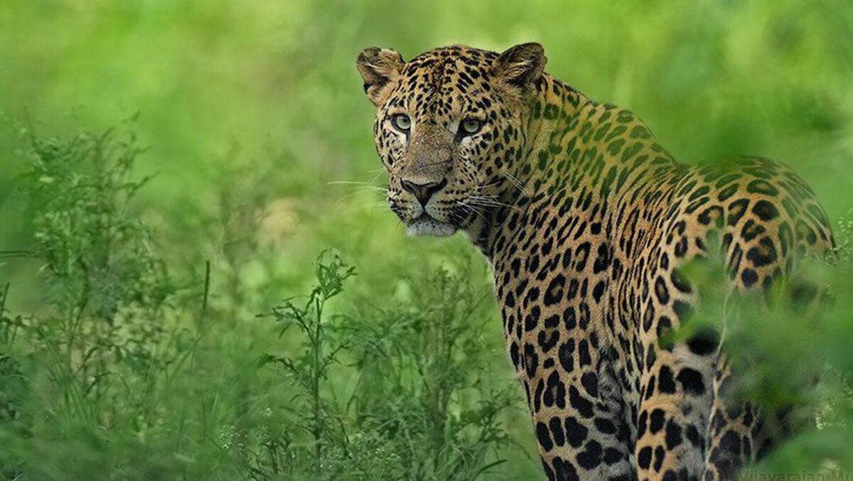 INDIAN LEOPARD